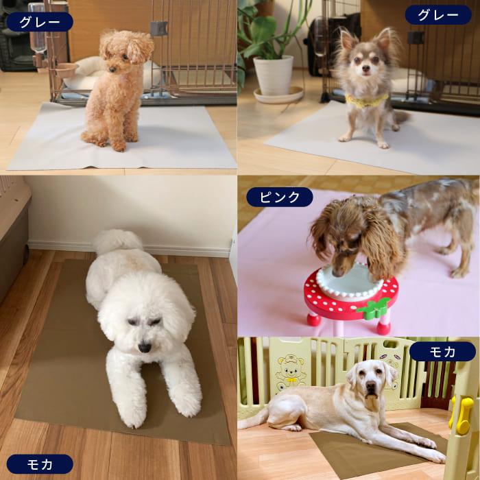 PomPreece（ポンポリース） 7カラーから選べる3枚セット 洗える ペット