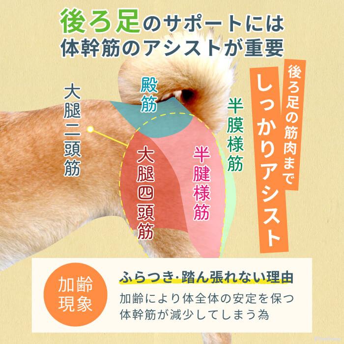 犬 介護用ハーネス 通年快適 後ろ足 歩行補助 大型犬用 メッシュ 3wayケアハーネスプレミアム 7号 5829｜pomp-ya｜06