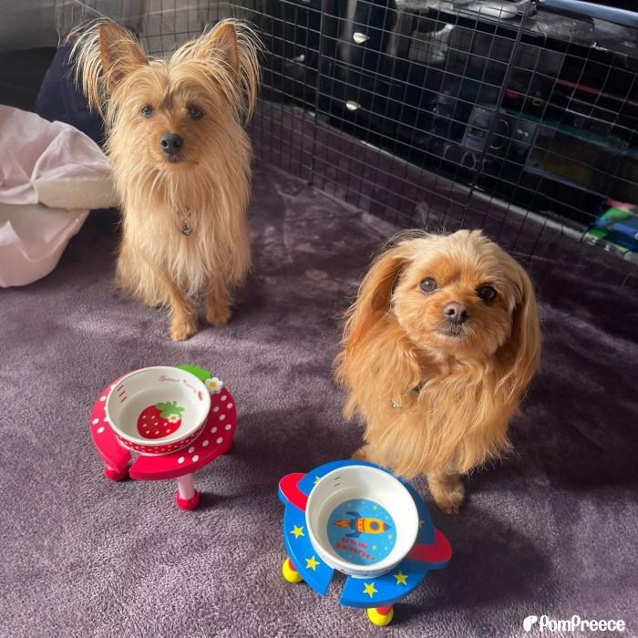 PomPreece（ポンポリース） 犬猫用 木製食器台 脚付ボウルスタンド 台