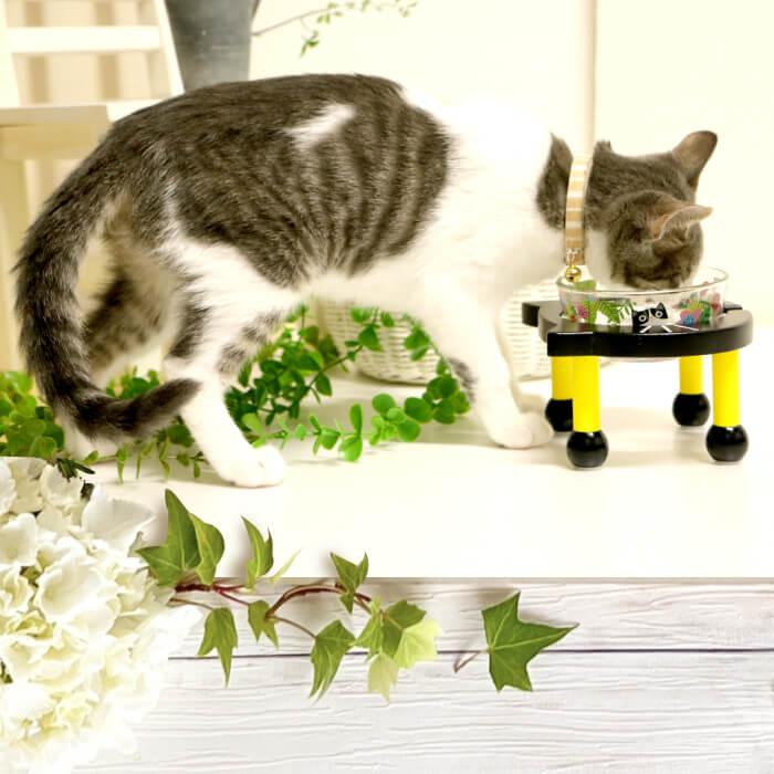 PomPreece（ポンポリース） 猫 犬 可愛い 猫 えさ入れ 犬 猫 食器 陶器