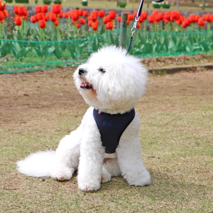 PomPreece 犬用首輪、ハーネス、リードの商品一覧|犬用品|ペット用品、生き物 通販 - Yahoo!ショッピング PomPreece 犬用首輪、ハーネス、リードの商品一覧|犬用品|ペット用品、生き物 通販 - Yahoo!ショッピング