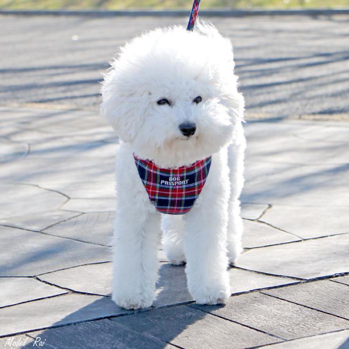 犬 ハーネス リード 胴輪 かわいい 小型 人気 抜けない 軽い スーパーハーネス 胴輪 リードセット タータンチェック 1 3号 9709 ポンポリース 9704 1 3 ポンポリース直営yahoo 店 通販 Yahoo ショッピング