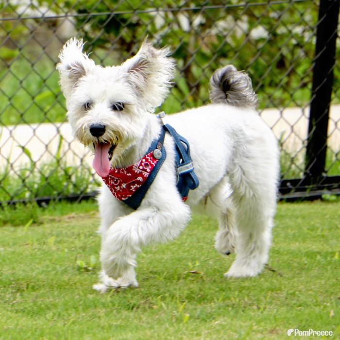 PomPreece（ポンポリース） ハーネス 犬 抜けない 器官に優しい リード