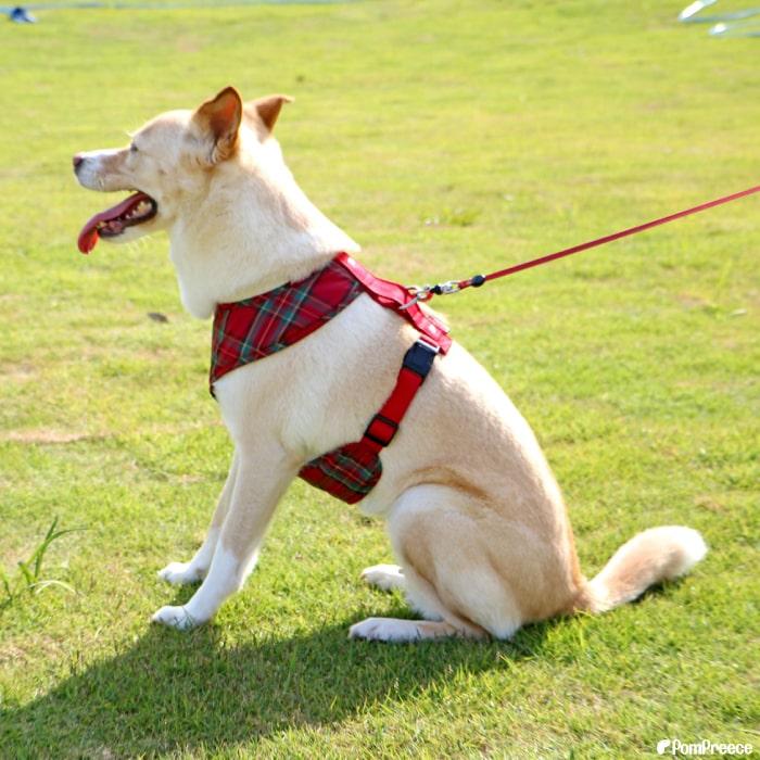 PomPreece（ポンポリース） 【30％OFF】 中大型犬用 スーパーフィット