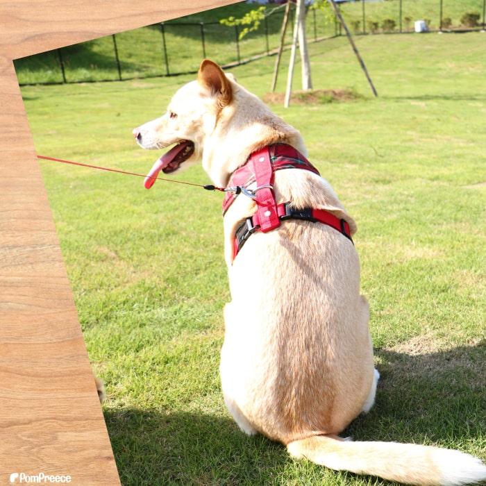 PomPreece（ポンポリース） 【30％OFF】 中大型犬用 スーパーフィット