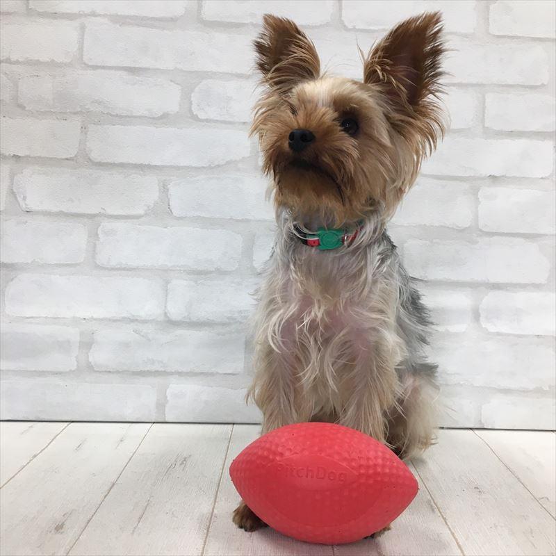犬のボール 犬のおもちゃ Pitchdog ピッチドッグ ブルー ピンク Sport Ball 投げる くわえる Tc11 015 トイプードルのスマイル 通販 Yahoo ショッピング