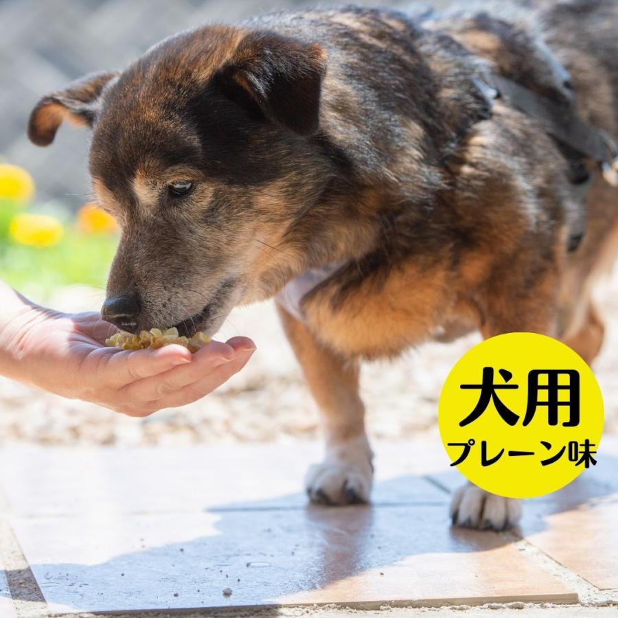 ポップコーン 犬 おやつ ドッグフード ペットフード 無添加 国産 お
