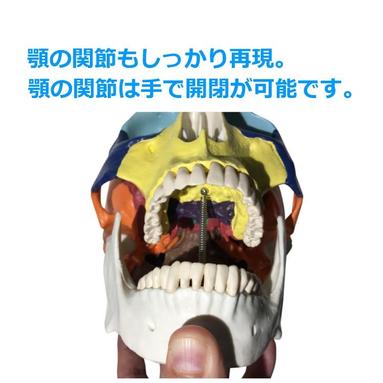 頭蓋骨 模型 実物大 可動式 頭がい骨 分解可能 各部位カラー 配色 頭蓋 人体 模型 標本 歯模型 骨格 歯科 耳鼻科 眼科 整骨院 教材 送料無料  :model-001:PORTOヤフーショッピング店 - 通販 - Yahoo!ショッピング