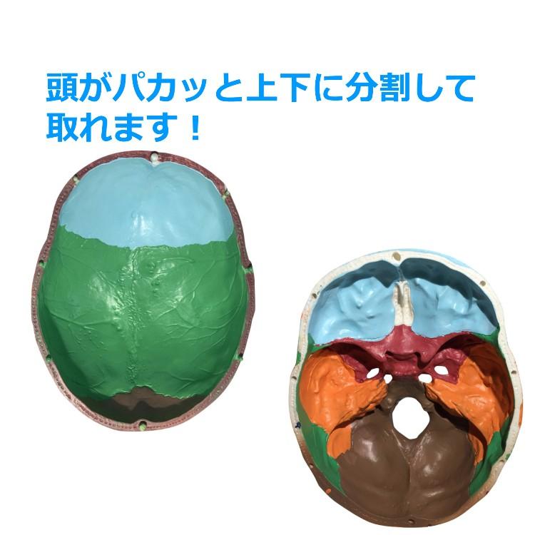 頭蓋骨 模型 実物大 可動式 頭がい骨 分解可能 各部位カラー 配色 頭蓋