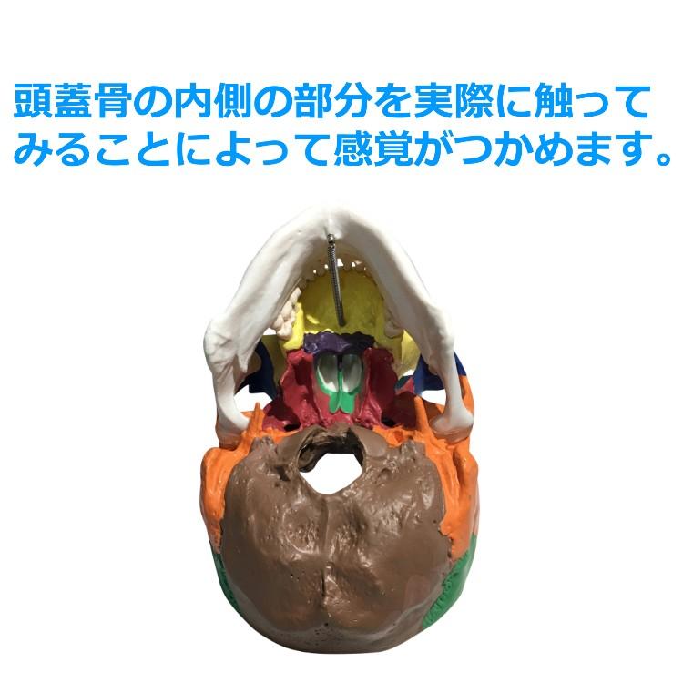 頭蓋骨 模型 実物大 可動式 頭がい骨 分解可能 各部位カラー 配色 頭蓋