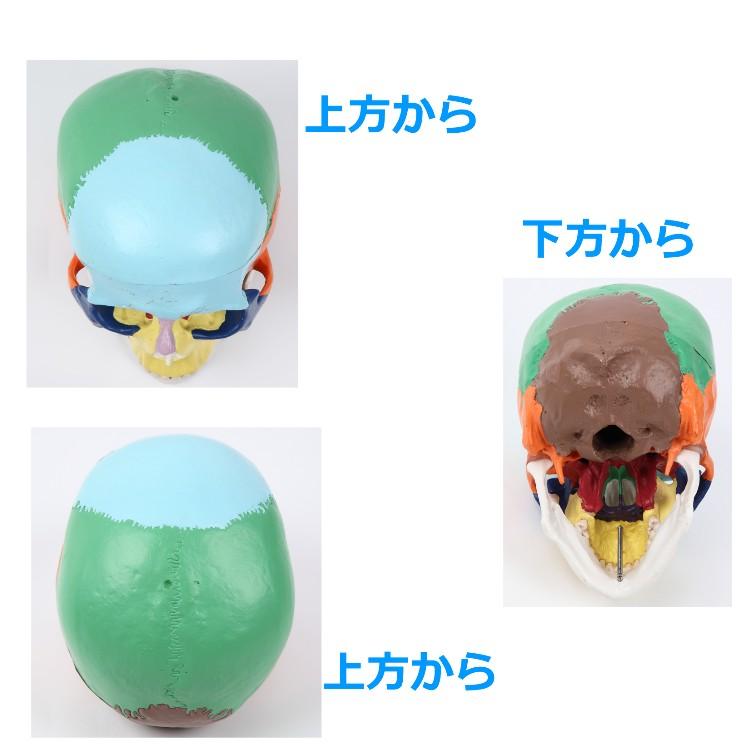 【新品】　頭蓋骨　模型　15分割可　可動　手のひらサイズ　カラータイプ 頭蓋骨 模型 実物大 可動式 頭がい骨 分解可能 各部位カラー