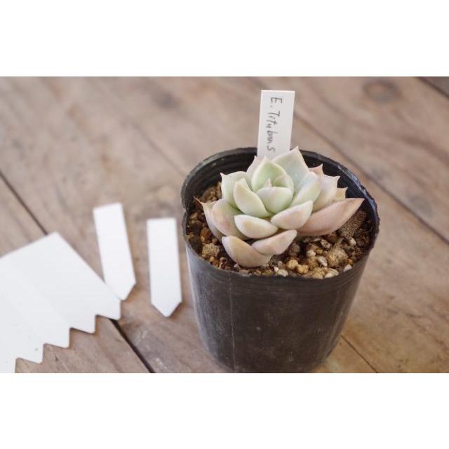 園芸用ラベル 多肉植物ラベル ラインラベル小 グレー10枚