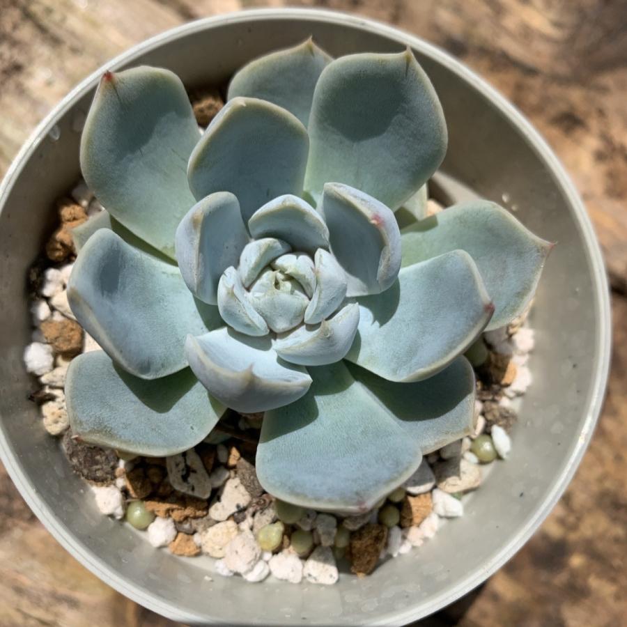 多肉植物 苗 エケベリア スノーバニー 2.5号鉢 : PortobelloMarket