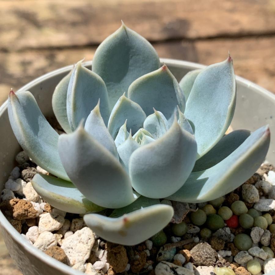 多肉植物 苗 エケベリア スノーバニー 2.5号鉢 : PortobelloMarket