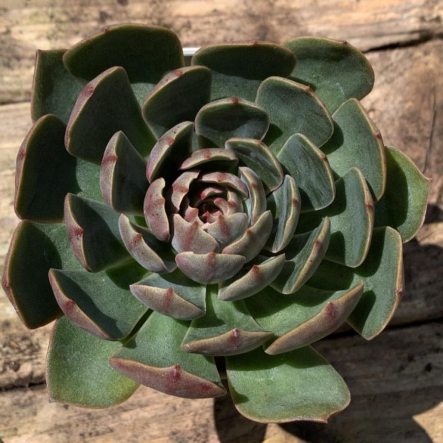 多肉植物 苗 エケベリア サンタルイス 2.5号鉢 : PortobelloMarket