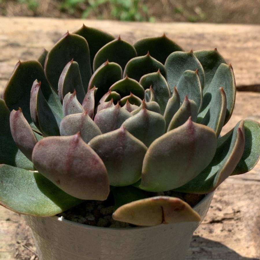多肉植物 苗 エケベリア サンタルイス 2.5号鉢 : PortobelloMarket