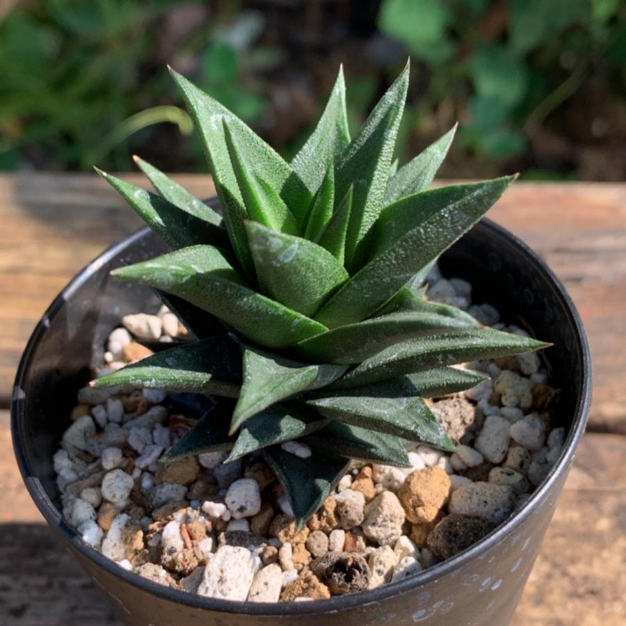 多肉植物 苗 ハオルチア 五重の塔 2 5号鉢 Ta1010 Portobellomarket Yahoo店 通販 Yahoo ショッピング