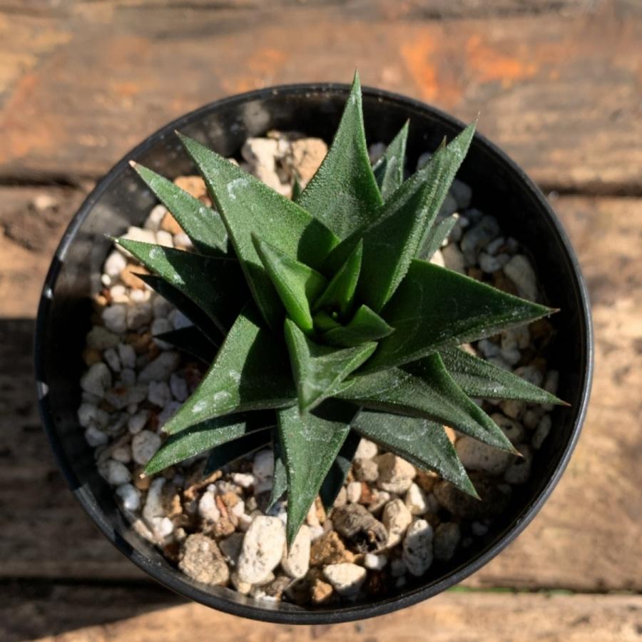 多肉植物 苗 ハオルチア 五重の塔 2 5号鉢 Ta1010 Portobellomarket Yahoo店 通販 Yahoo ショッピング