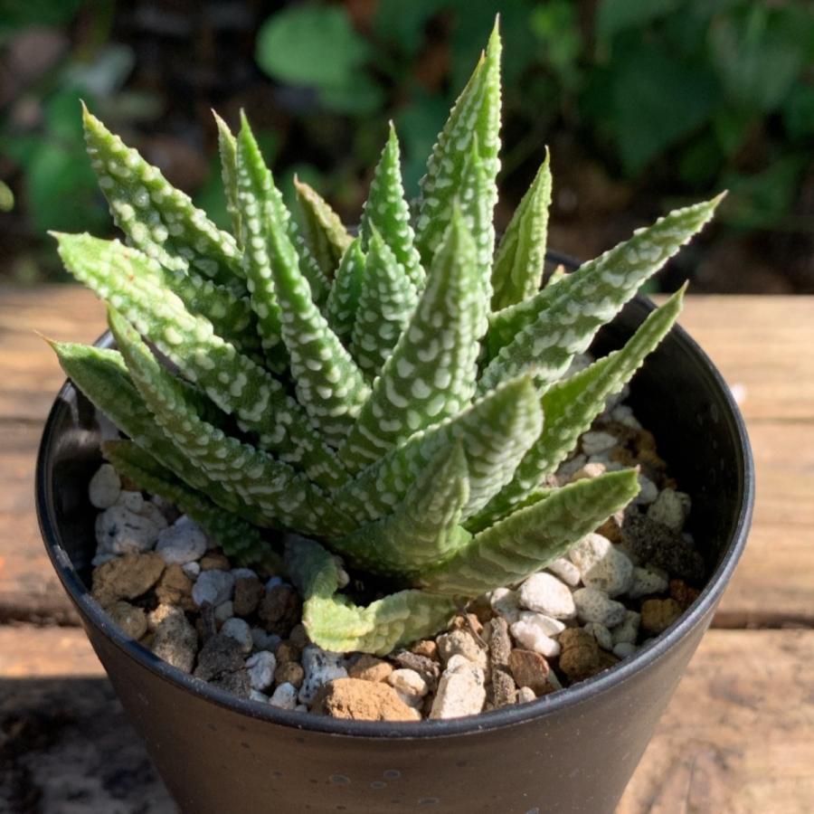 多肉植物 苗 ハオルチア 天守の星座 2.5号鉢 : PortobelloMarket Yahoo