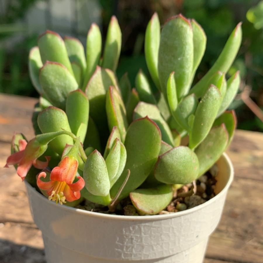 多肉植物 苗 コチレドン ゴルビュー 花かんざし 2 5号鉢 Ta1014 Portobellomarket Yahoo店 通販 Yahoo ショッピング