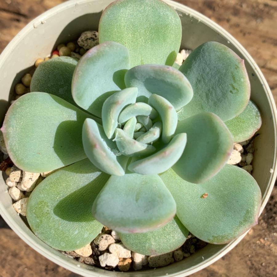 ウォーターリリー 多肉植物 エケベリア 抜き苗