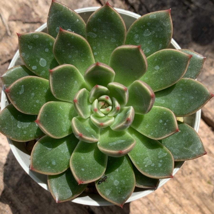 多肉植物 苗 エケベリア ルドルフNo.3 2.5号鉢 : PortobelloMarket