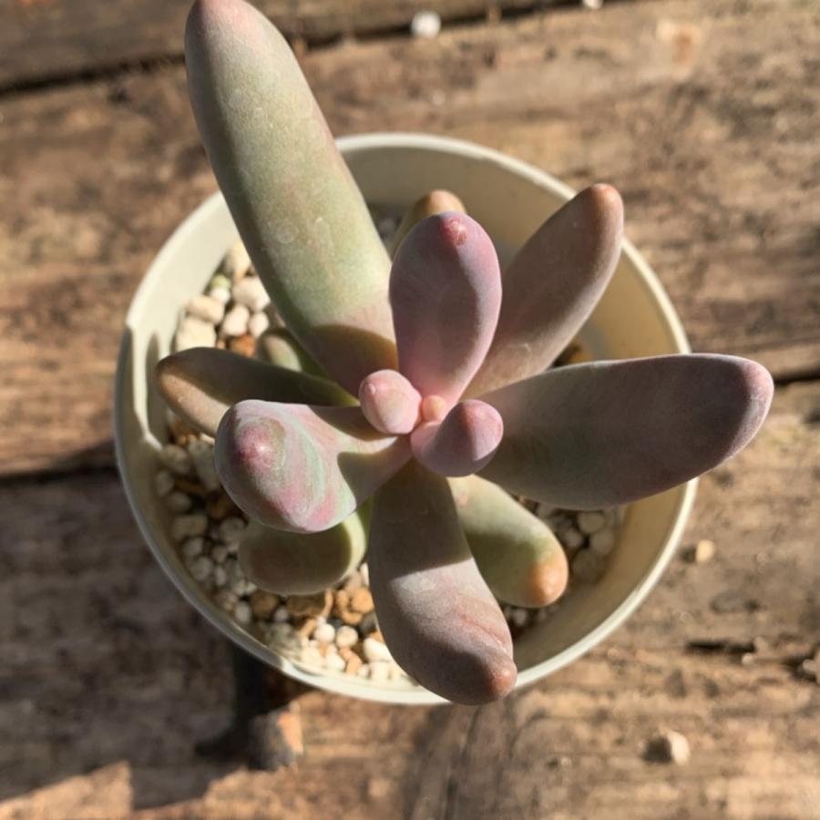 多肉植物 苗 パキセダム キャンディグレープ ガンゾウ 2.5号鉢