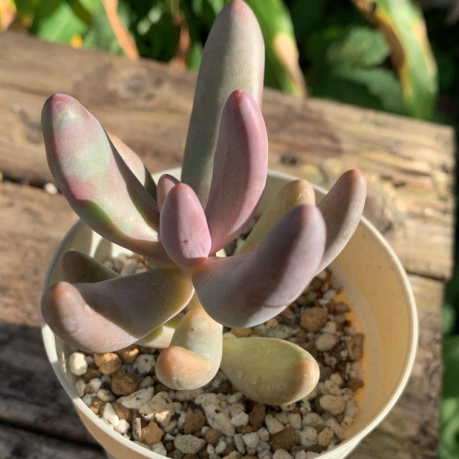 多肉植物 苗 パキセダム キャンディグレープ ガンゾウ 2.5号鉢