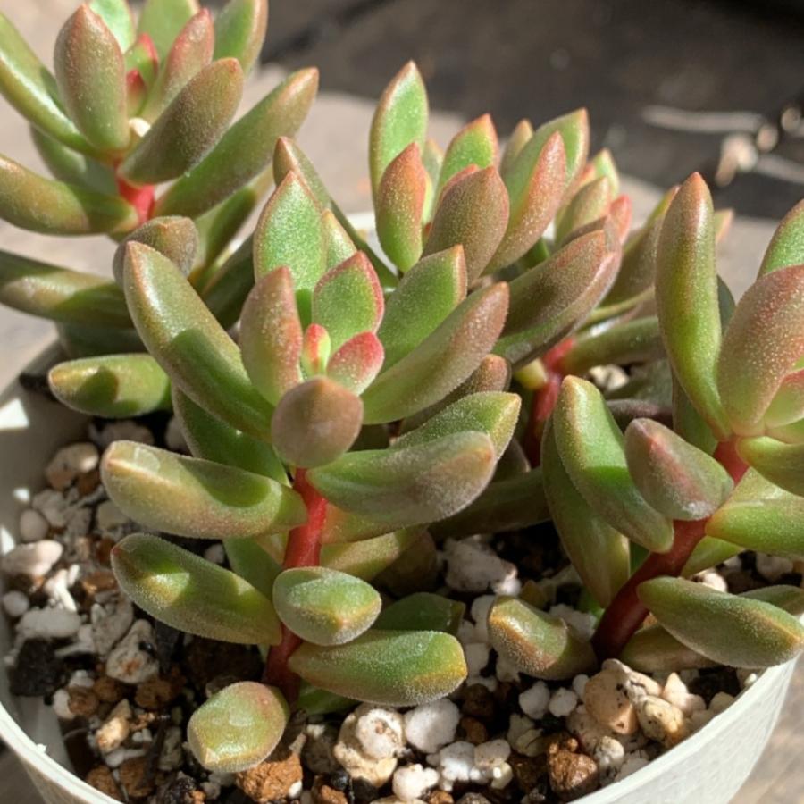 多肉植物 苗 セダム オレンジドリーム 2 5号鉢 Ta1060 Portobellomarket Yahoo店 通販 Yahoo ショッピング