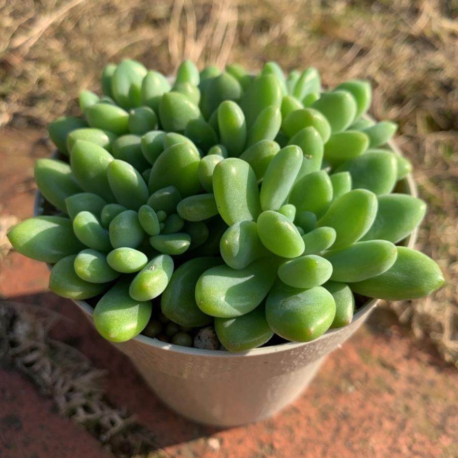 多肉植物 苗 セダム クリームロッティー 2.5号鉢 : PortobelloMarket