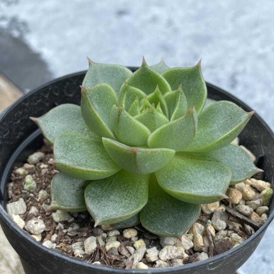 多肉植物 苗 エケベリア ツルギダ 2.5号鉢 : PortobelloMarket Yahoo店