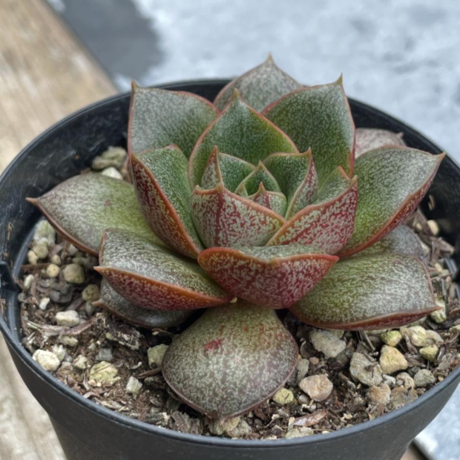 多肉植物 苗 エケベリア 大和錦 2.5号鉢 : PortobelloMarket Yahoo店