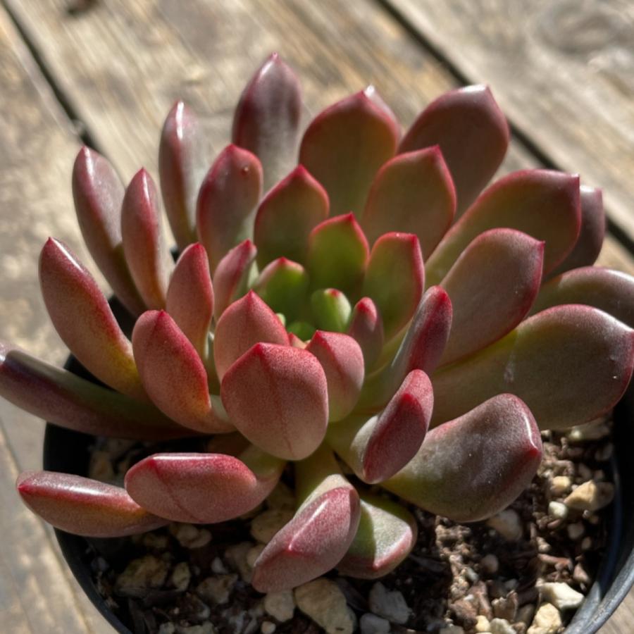 多肉植物 苗 グラプトベリア ピンクルルビー 2.5号鉢