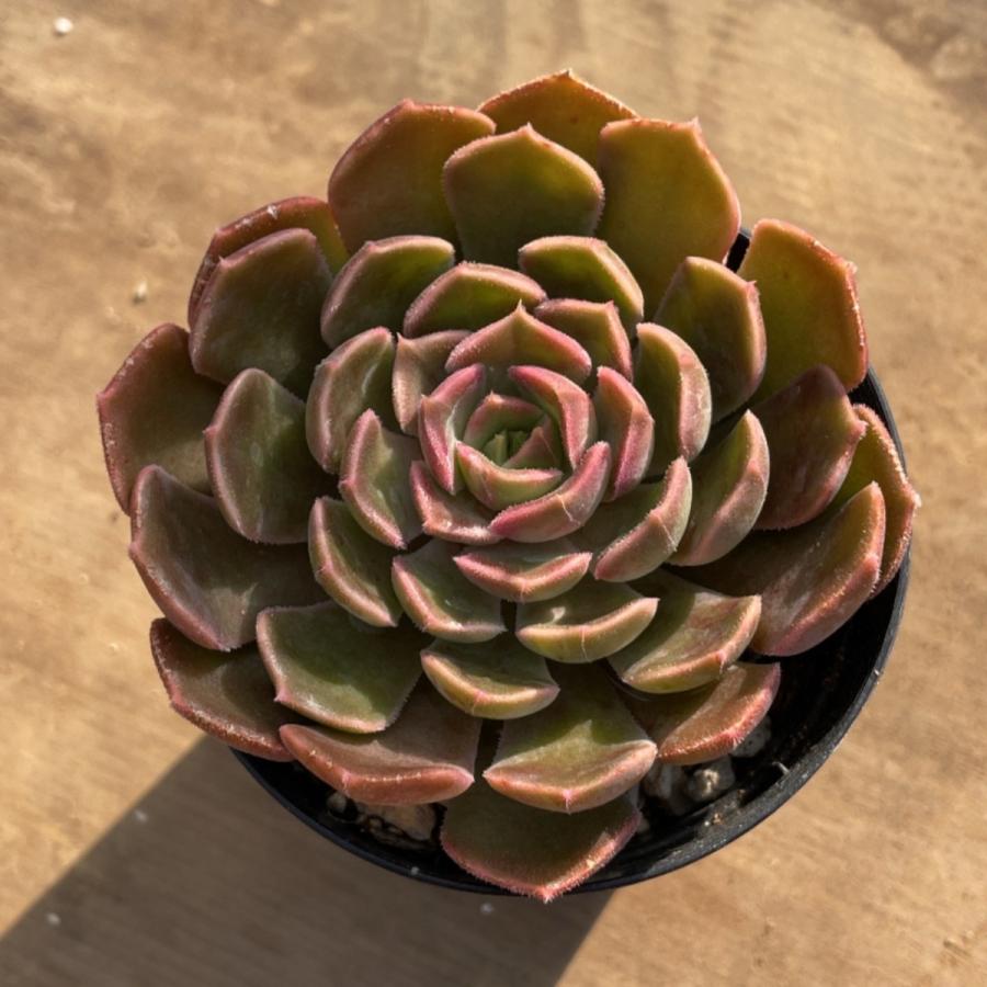 多肉植物 パキベリア ピンクピーチ レア♡①