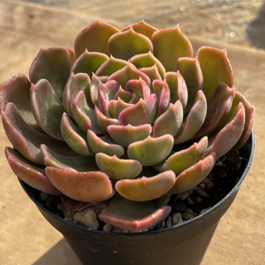 多肉植物 苗 エケベリア ブラウンローズ 2.5号鉢