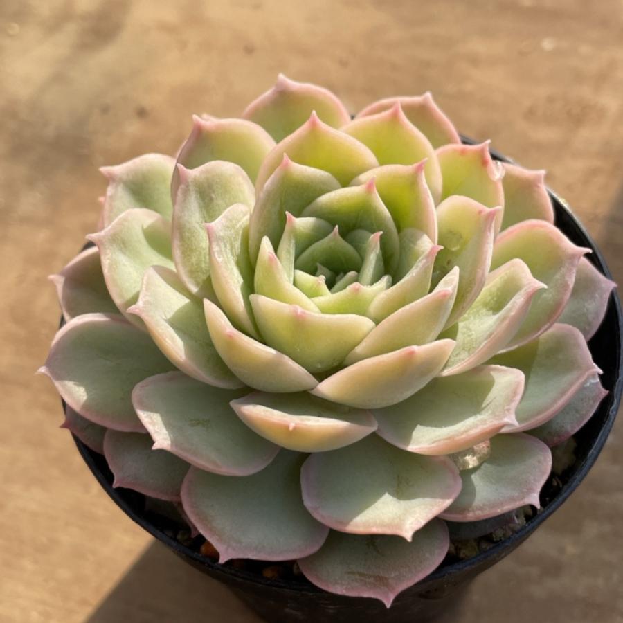 多肉植物 苗 エケベリア オウンスロー 2.5号鉢