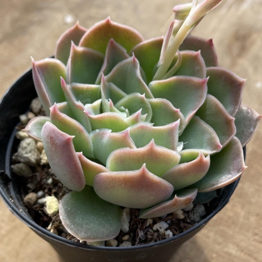 多肉植物 苗 エケベリア サンタバーバラ 2.5号鉢 : PortobelloMarket 