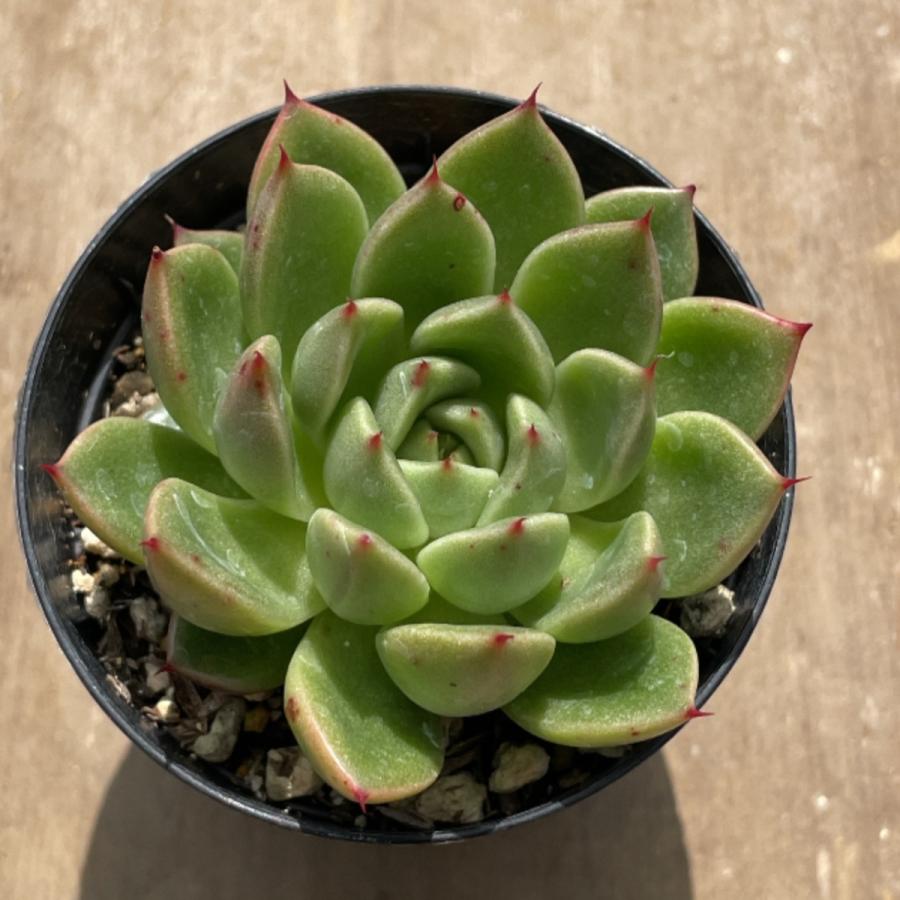 多肉植物　摘芯株　サファイア錦　抜き苗 多肉植物 苗 エケベリア サファイア 2.5号鉢 : PortobelloMarket Yahoo