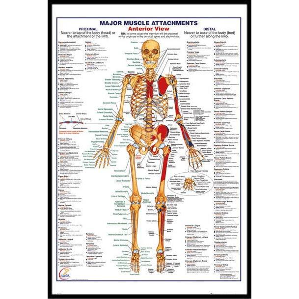 人体骨格図 ポスターフレームセット 英語表記 Human Body Major Muscle Attachments Anterior Gn0850f ポスタービンヤフー店 通販 Yahoo ショッピング