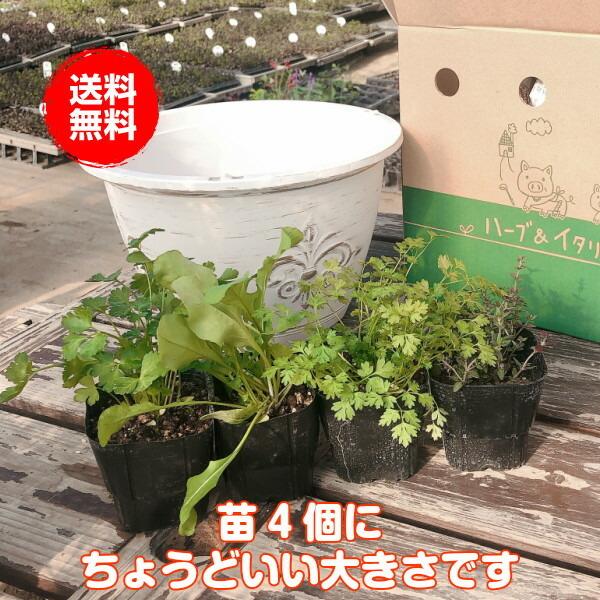 プランター 植木鉢 鉢 おしゃれ 木製 楕円形 大型 スタンド 野菜 ラック オシャレ カバー 屋外 室内 菜園 長方形 アンティークライト 白 37 Wh ハーブ苗のポタジェガーデン 通販 Yahoo ショッピング