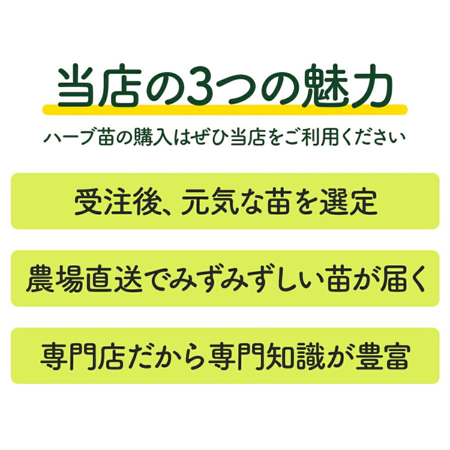 ひかりノベーション 地のひかり 追加ライト（タカショー ガーデニング 家庭菜園 ハーブ 観葉植物 庭 ベランダ 花苗）｜potager｜10