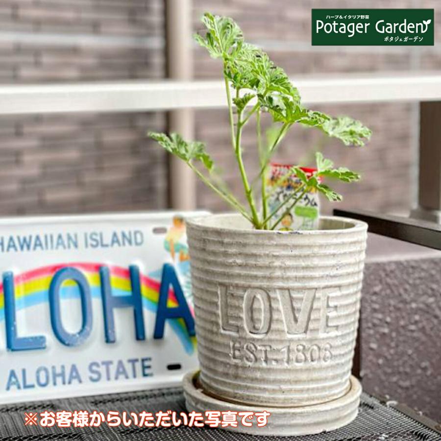 プランター 植木鉢 鉢 おしゃれ 木製 楕円形 大型 スタンド 野菜 ラック オシャレ カバー 屋外 室内 菜園 長方形 ローマンテラコッタ のみ 661 ハーブ苗のポタジェガーデン 通販 Yahoo ショッピング