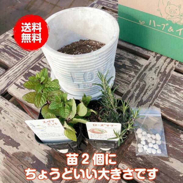プランター 植木鉢 鉢 おしゃれ 木製 楕円形 大型 スタンド 野菜 ラック オシャレ カバー 屋外 室内 菜園 長方形 ローマンテラコッタ のみ 661 ハーブ苗のポタジェガーデン 通販 Yahoo ショッピング
