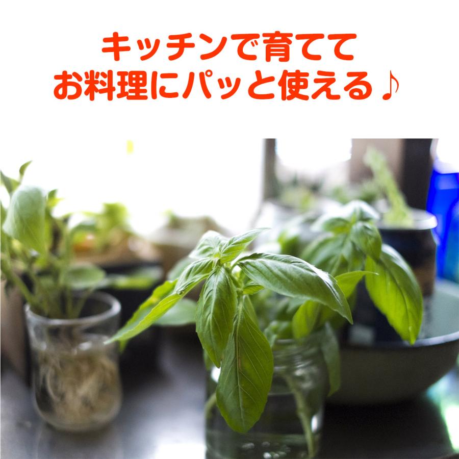 キッチンバジル 10 5cm ハーブ 苗 無農薬 ジェノベーゼ エコポット 栽培キット 花苗 ガーデニング セット 室内 プランター 料理 家庭菜園 キット Basil Ecopot ハーブ苗のポタジェガーデン 通販 Yahoo ショッピング