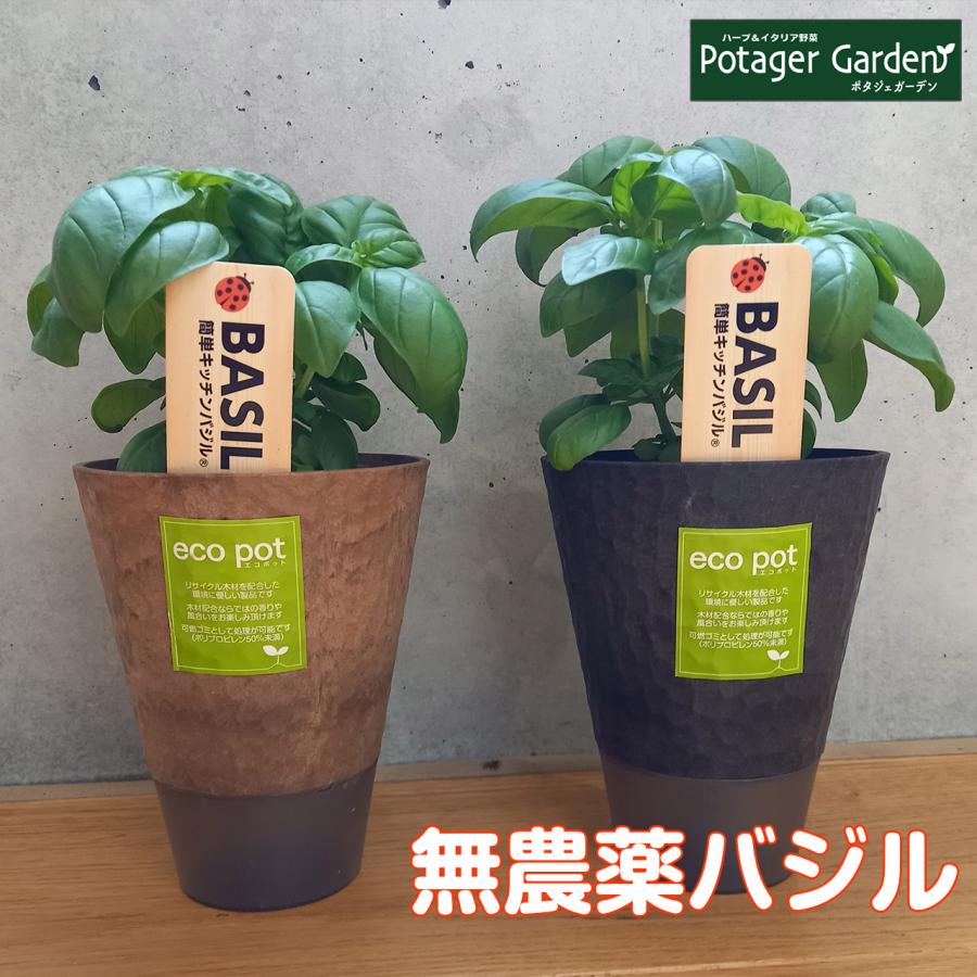 キッチンバジル 10 5cm ハーブ 苗 無農薬 ジェノベーゼ エコポット 栽培キット 花苗 ガーデニング セット 室内 プランター 料理 家庭菜園 キット Basil Ecopot ハーブ苗のポタジェガーデン 通販 Yahoo ショッピング