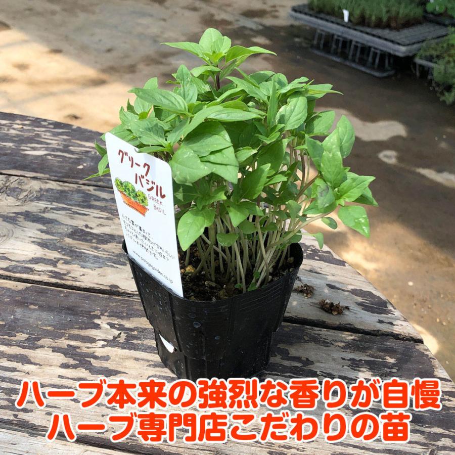 ハーブ 苗 グリークバジル 種類 栽培 ハーブガーデン ハーブティー 花 ガーデニング ソース シード ペースト 葉 オイル 栽培キット Basil Greek ハーブ苗のポタジェガーデン 通販 Yahoo ショッピング
