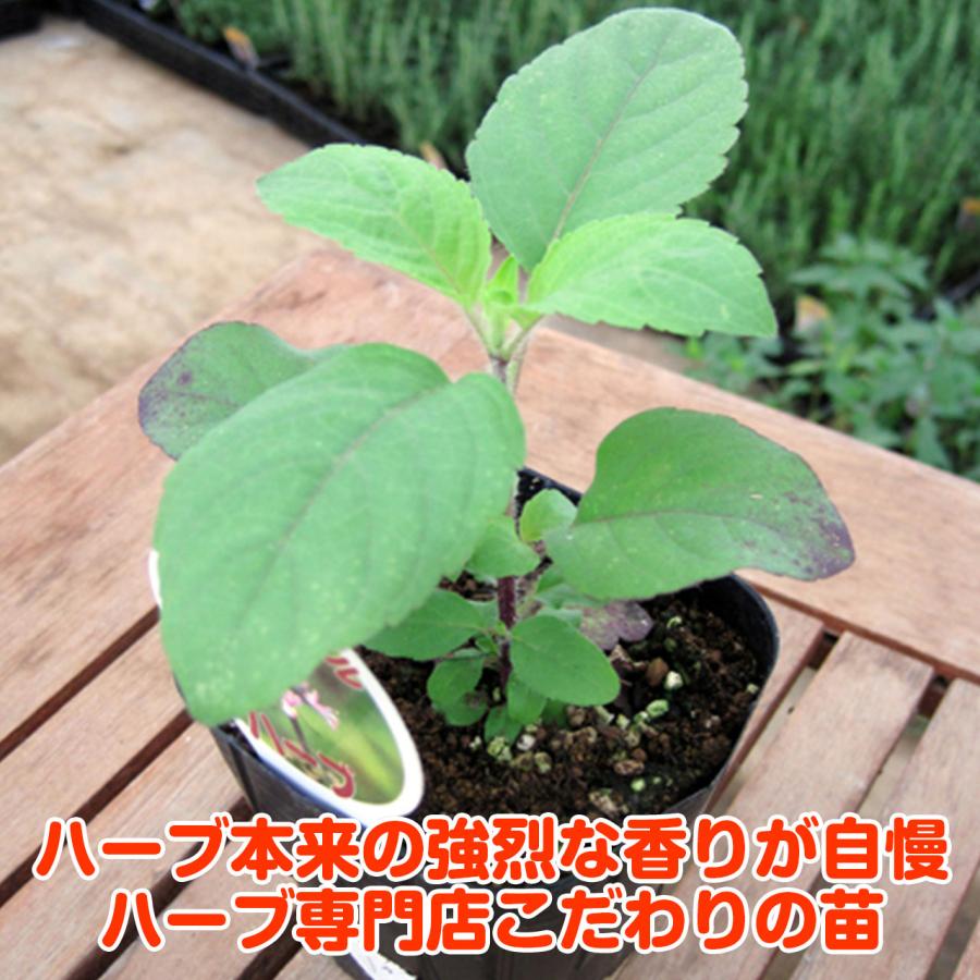 ハーブ 苗 ホーリーバジル 種類 栽培 ハーブガーデン ハーブティー 花 ガーデニング ソース シード ペースト 葉 オイル 栽培キット Basil Holy ハーブ苗のポタジェガーデン 通販 Yahoo ショッピング