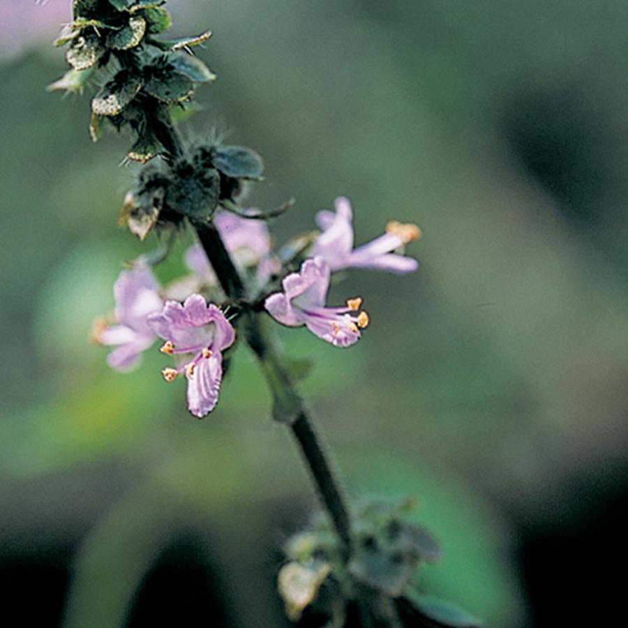 ハーブ 苗 ホーリーバジル 種類 栽培 ハーブガーデン ハーブティー 花 ガーデニング ソース シード ペースト 葉 オイル 栽培キット Basil Holy ハーブ苗のポタジェガーデン 通販 Yahoo ショッピング