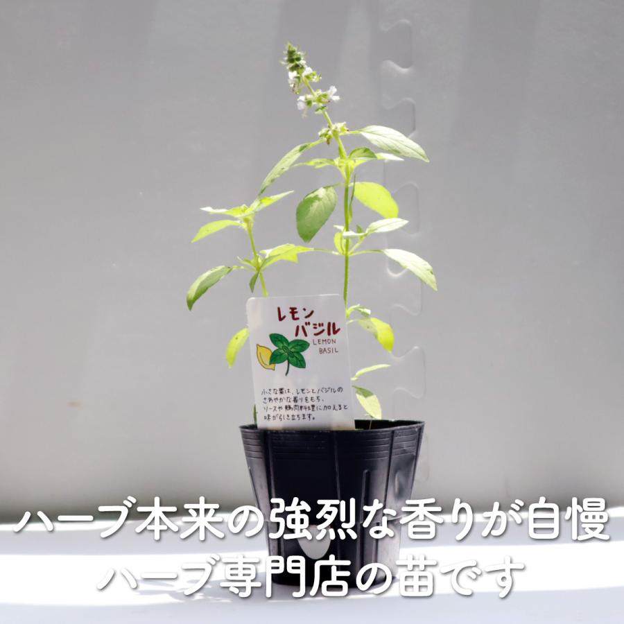 ハーブ 苗 レモンバジル（種類 栽培 ハーブガーデン ハーブティー 花