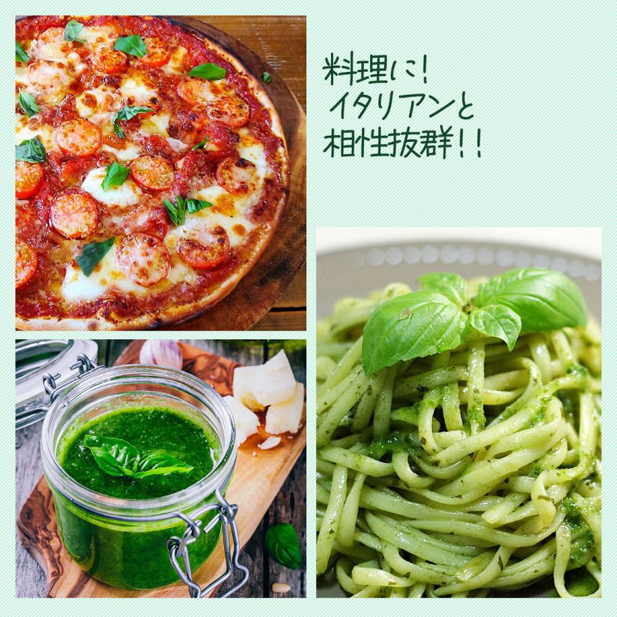 ハーブ 苗 スイートバジル（種類 栽培 ハーブガーデン ハーブティー 花